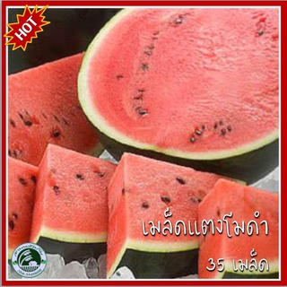 35+ เมล็ด แตงโมดำ แตงโมเปลือกดำ หรือ เดนสุเกะ Densuke Watermelon เมล็ดแตงโมดำ เมล็ดแตงโมเปลือกดำ เมล็ดพันธุ์แตงโมดำ แตง