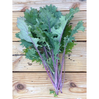 เมล็ดพันธ์เคลแดงรัสเซีย - Red Russian Kale(บรรจุ0.3กรัม)