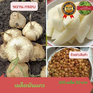 เมล็ดพันธุ์ มันแกว 100 เมล็ด 50 บาท มันเภา สะเภา