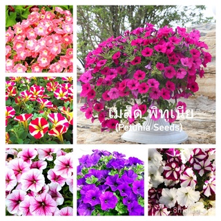 （เมล็ดพันธุ์ ถูก คละ）เมล็ด พิทูเนีย เมล็ดดอกไม้ Mixed Petunia Flower Seeds Morning Glory บรรจุ 1000 เมล็ด แขวนดอกไม้ ไม้