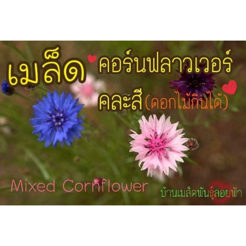 เมล็ด คอร์นฟลาวเวอร์คละสี Mixed Cornflower(ดอกไม้กินได้)30เมล็ด นำเข้าแท้จากต่างประเทศ