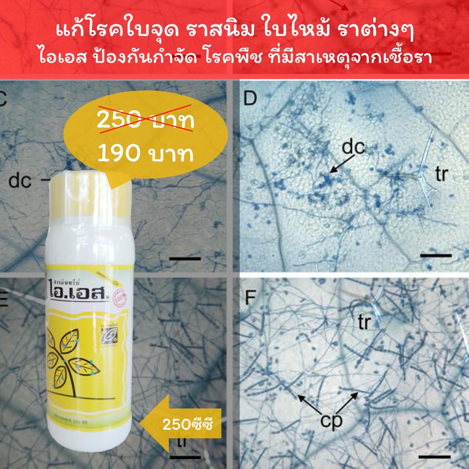 ปัญหา โรคพืช ราน้ำค้าง ใบไหม้ ใบจุด ราสนิม โรคต่างๆจากเชื้อรา ใช้ ไอเอส 250ซีซี