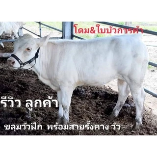 ขลุมวัว เม่าวัว เชือกในล่อนแท้หนาแข็งแรง โซ่ชุปโครเมี่ยมแท้อย่างดี ไม่เป็นสนิม ขลุมทุกไซต์ มีพร้อมสายรั้งคางวัว