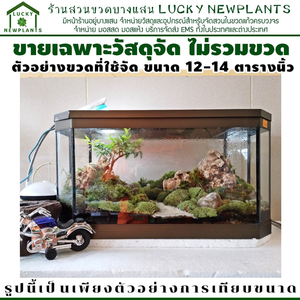 ชุดจัดสวนในขวดแก้ว ขนาดใหญ่พิเศษ จัดได้ 12-14 ตารางนิ้ว ราคา ถูกที่สุด ดีลบีเคเค แกลเลอรีภาพที่ 4