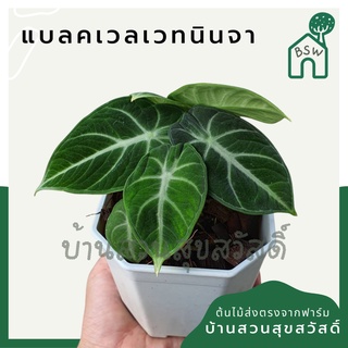 อโลคาเซีย แบลคเวลเวท กระถางเหลี่ยม 4 นิ้ว alocasia black velvet ninja