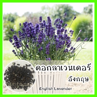 พร้อมส่ง ❗ รหัส 149 เมล็ดพันธุ์ OP แท้   ดอกลาเวนเดอร์ อังกฤษ - English Lavender เมล็ดดอกไม้ ดอกไม้ปลูกสวยๆ