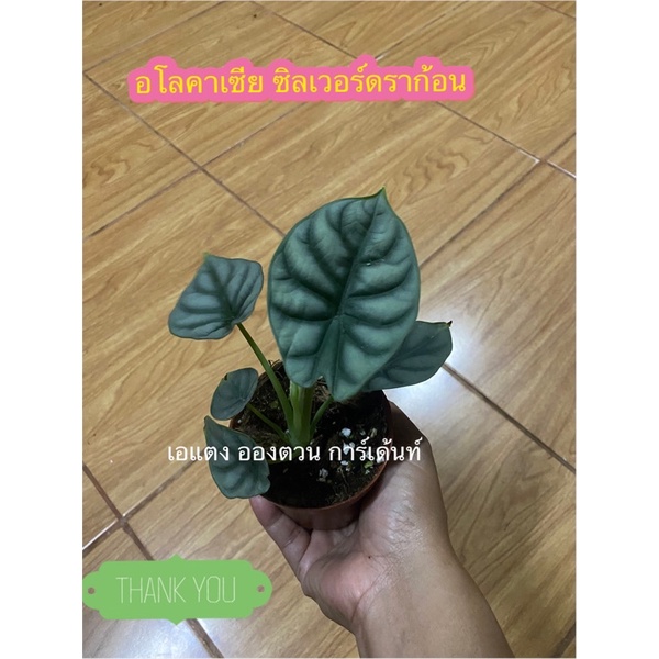 อโลคาเซีย ซิลเวอร์ดราก้อน Alocasia Silver Dragon