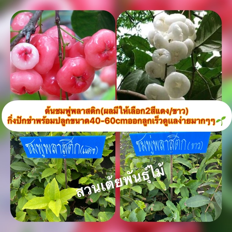 ต้นชมพู่พลาสติกมีให้เลือก2สี🍎สีเเดง🥚สีขาวกิ่งปักชำพร้อมปลูกขนาด30-40cm ควรปลูกติดบ้านไว้ออกลูกทั้งปี ดูเเลง่ายมากๆๆ🌱