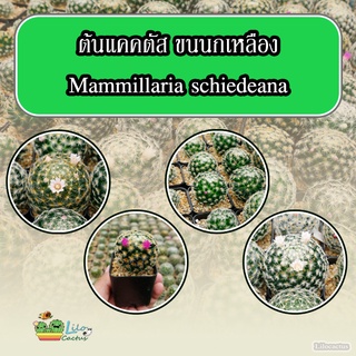 ต้นแคคตัส แมมขนนกเหลือง Mammillaria schiedeana ดอกสีชมพูและขาว