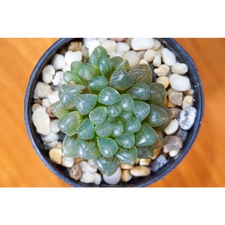 ไม้อวบน้ำ ฮาโวเทีย คูเปอรี ฮาโวเทียหยดน้ำ (Haworthia cooperi)