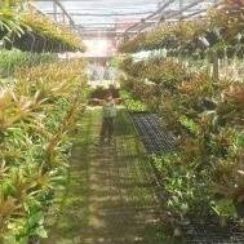 สับปะรดสี super neo fireball กระถาง 4 นิ้ว(ส่งพร้อมกระถาง,มีลวดแขวน,ไม้กอใหญ่) - รูปที่ 3