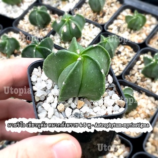 มายริโอ แอสโตรไฟตัม - Astrophytum myriostigma กระถาง 2นิ้ว