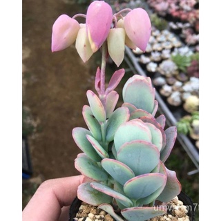 colorful outdoor easy care grow succulent callisia live plant proven survived under rain and sun ทนความร้อนและฝนสีชมพูม่