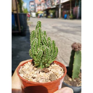 คอนโดนางฟ้า ส่งพร้อมกระถาง กระบองเพชร แคคตัส cactus ไม้อวบน้ำ