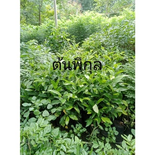 ต้นพิกุล สูง40-70ซม.ฟรีค่าจัดส่ง