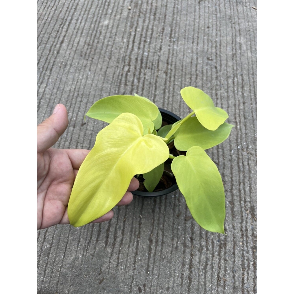 มุมมอง 4