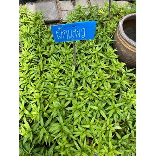 Vietnamese coriander 🪴 ต้นผักเเพว ผักไผ่ #ผักสวนครัว #สมุนไพรต้านมะเร็ง