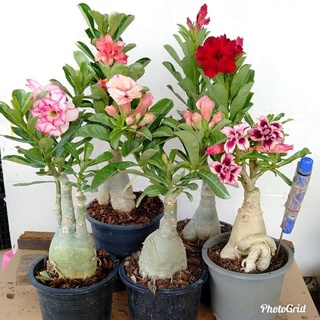 12 เมล็ด เมล็ดพันธุ์ ชวนชม สายพันธุ์ฮอลแลนด์ คละสี Adenium Seeds