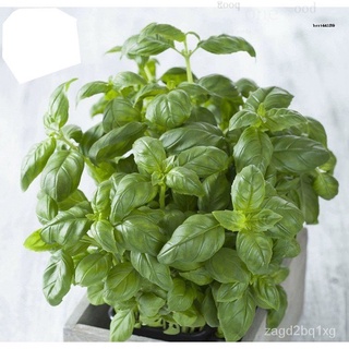 Basil Seeds Ocimum Basilicum Seedsผักกลิ่นหอมFor Planting Mediciแม่และเด็ก/กางเกง/ดอกทานตะวัน/สร้อยข้อมือ/หมวก/มะละกอ/เม