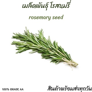 เมล็ด ROSEMARY สมุนไพรโรสแมรี 100+ เมล็ด นำเข้าเกรด A พร้อมส่งทุกวัน