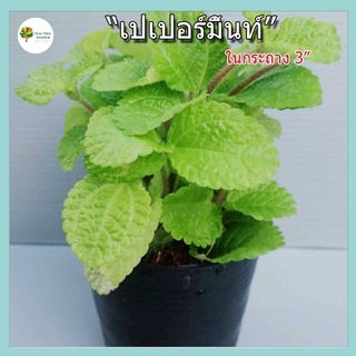 [ไม้จิ๋ว] ต้นเปเปอร์มิ้น ในกระถาง3นิ้ว ไม้ฟอกอากาศ ไม้มงคล ไม้ประดับ มินิมอล ไม้ในร่ม วางบนโต๊ะทำงาน