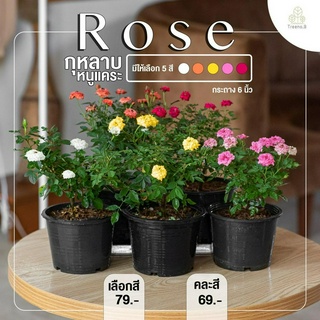 Treeno.9 T273 กุหลาบหนูแคระ ฮอนแลนด์  มี 6 สี (Rose) กระถาง 6 นิ้ว / สูง 15-30 ซม. / ไม้ประดับ ไม้ดอก (ต้นไม้)