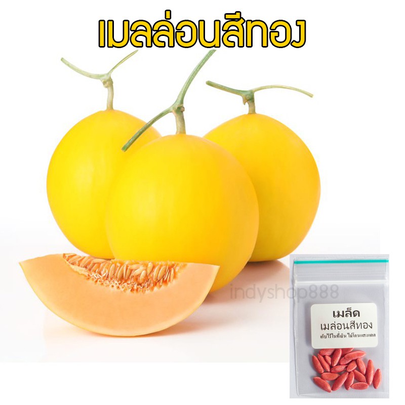 เมล็ดพันธุ์ เมล่อนสีทอง เนื้อส้มไข่ทองคำ Melon Gold เมล่อนสีทอง 20 เมล็ด  [ 10 แถม 1 คละได้ ]