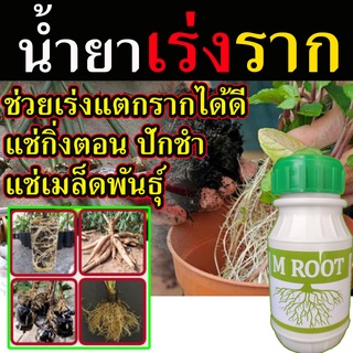 เร่งราก M Root เร่งการเจริฐเติบโต กระตุ้นการแตกราก 250 cc. เร่งรากเร่งต้น บำรุงราก  น้ำยาเร่งราก ยาเร่งราก ปุ๋ยเร่งราก