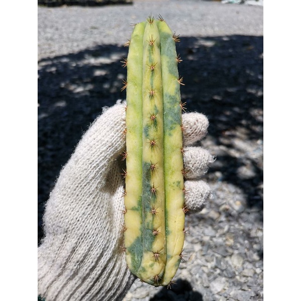 2-​ พาคานอยด่าง Trichocereus pachanoi variegated​ Echinopsis พาชานอย พาคานอย พาชานอยด่าง Cactus แคคตัส กระบองเพชร ตอด่าง