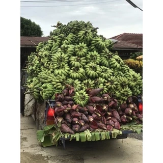 กล้วยน้ำว้า ปลอดสาร เมืองเพชร (ตัดสด พร้อมส่ง ตามออเดอร์) 🍌เริ่มต้น หวีละ 35บ.
