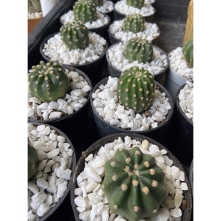 แคคตัส อิชินอป cactus พร้อมกระถาง 2 นิ้ว