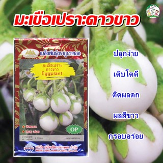 เมล็ดมะเขือเปราะดาวขาว Eggplant เมล็ดมะเขือเปราะ เมล็ดพันธุ์มะเขือเปราะ เมล็ดผักสวนครัว ตราภูเขาทอง