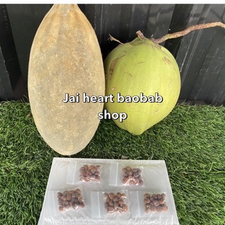 [ราคาพิเศษเฉพาะเดือน ม.ค เมล็ดพันธุ์ เบาบับ ดิจิทาทา (Digitata Baobab Seed) ของแท้ 100% บรรจุ 15 เมล็ด คุณภาพดี ราคาถูก