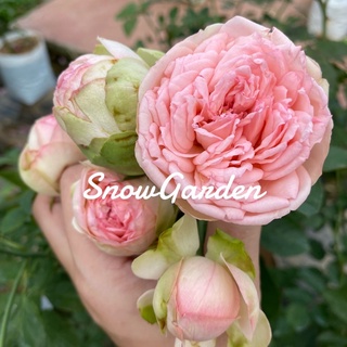 กุหลาบ 🌹  Charming piano Rose ดอกกลม น่ารักมาก แบบถุง