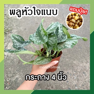 พลูหัวใจแนบ (แถมปุ๋ยฟรี!!) Scindapsus Pictus Exotica กระถาง 4 นิ้ว ต้นไม้มงคล ใบใหญ่ ไม้ใบเลี้ยงในร่ม