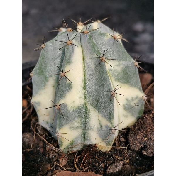 ตอริทเทอโรด่าง มีราก ตรงปก       -​4- Cactus แคคตัส กระบองเพชร ไม้อวบน้ำ ritterocereus​ ริทเทอโร ตอริทเทอ​โร​ ริทเทอร์โร