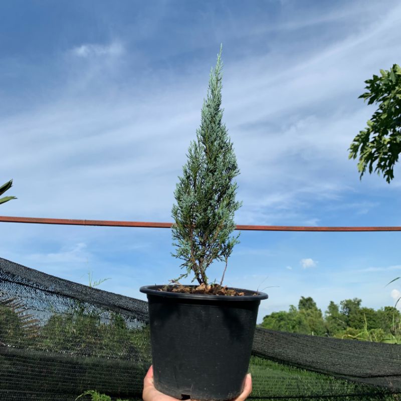 สนบลู สนใบฟ้า (Chamaecyparis lawsoniana) กระถาง 8 นิ้ว สูงประมาน 25-35 ซม.
