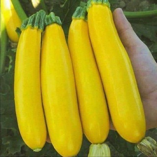 ราคาส่ง&gt;เมล็ดพันธุ์ซูกินีเหลืองทอง