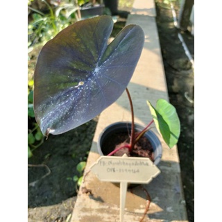 บอนดำ แบล็คโครอล( colocasia black corol)ของแท้100%