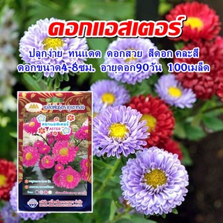 เมล็ดดอกแอสเตอร์ ASTER ปริมาณ100เมล็ด เมล็ดพันธุ์ดอกแอสเตอร์  เมล็ดดอกไม้ เมล็ดพันธุ์ดอกไม้ ตราภูเขาทอง