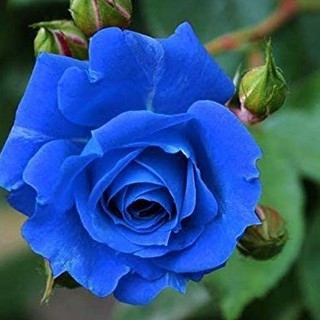 เมล็ดพันธุ์ กุหลาบ สีน้ำเงิน Rose Seeds ดอกใหญ่ นำเข้าจากต่างประเทศ 30 เมล็ด