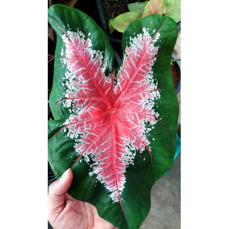 บอนสีไก่สุดสงวน )บอนสีลายสวย💓💓💓