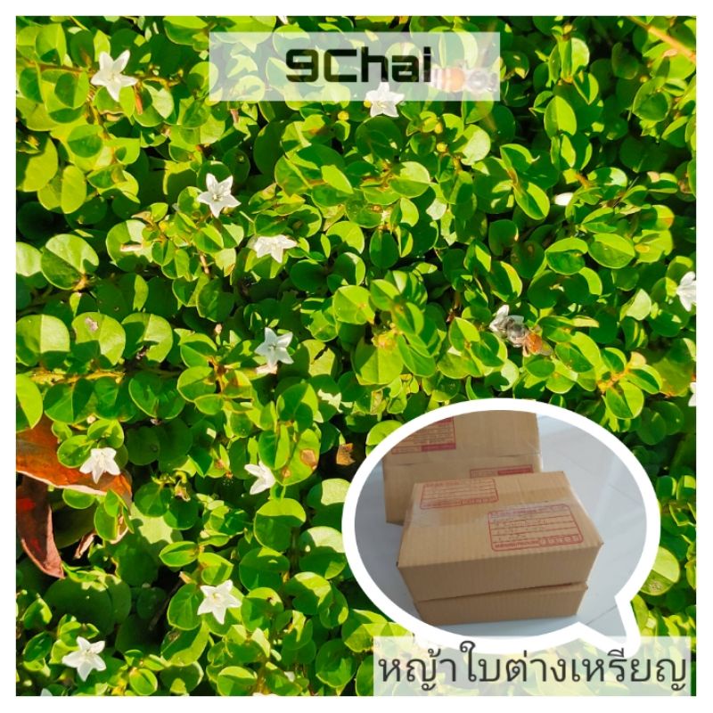 หญ้าใบต่างเหรียญ สนามหญ้าดอกสวย 50 กิ่ง++