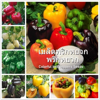 คละ สวนครัว ปลูก/พริกหยวก เมล็ดพันธุ์ เมล็ด (Mixed Color Bell Pepper Seed) ไม้ประดับ เมล็ดพันธุ/เมล็ด เมล็ดพันธุ์ ต้น