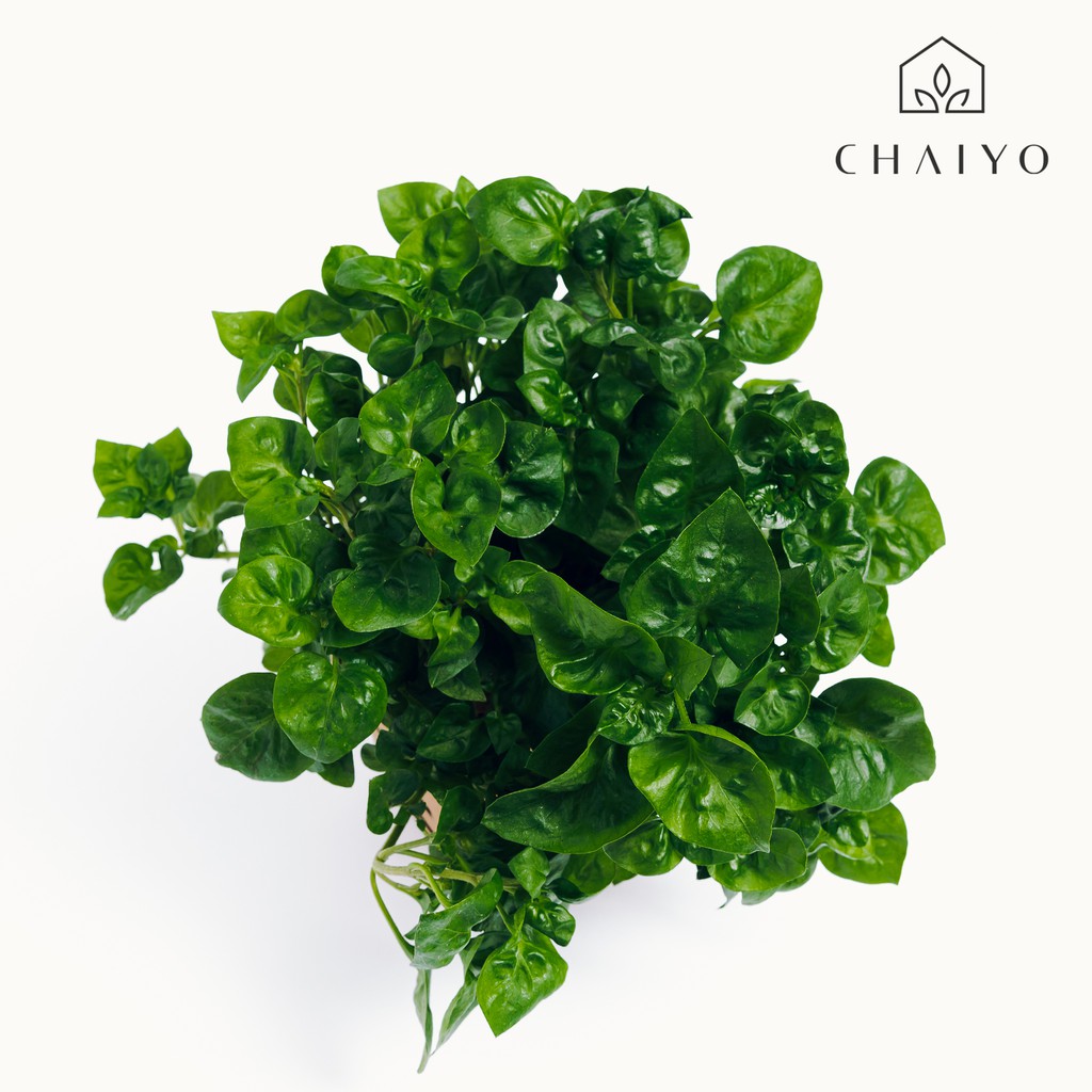 ต้นวอเตอร์เครสฮาวาย ออร์แกนิค Organic  Water Cress Hawaii กระถาง 4 นิ้ว และ 6 นิ้ว - รูปที่ 2