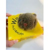 Wombat Animal Doll สินค้าอย่างเป็นทางการ Aussie Sydney Figure