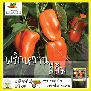 เมล็ดพันธุ์ พริกหวาน สีส้ม 20 เมล็ด Orange Sun Pepper เมล็ดพันธุ์แท้ นำเข้าจากต่างประเทศ ปลูกผัก สวนครัว ปลูกง่าย โตไว