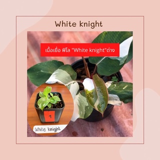 (คัดด่าง) ฟิโลเดนดรอน ไวท์ไนท์/อัศวินขาว เนื้อเยื่อ (Philodendron White Knight) อนุบาลแล้ว