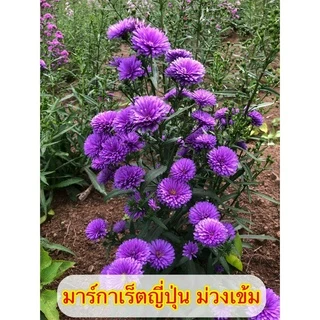 🌱รากแน่น มาร์กาเร็ตญี่ปุ่น