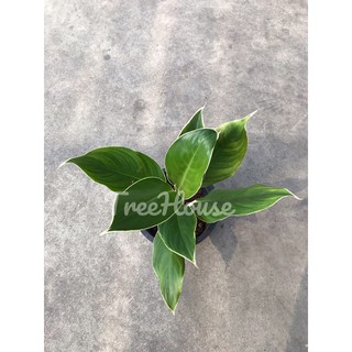 หยกกาญจนา กระถาง 8 นิ้ว / Aglaonema sp. ‘Yokkanchana’